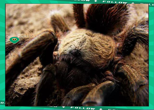 - 世界足球莱万多夫斯基 